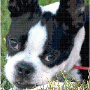Boston Terrier Counted Cross Stitch Pattern Chart PDF Download by Stitching Addiction