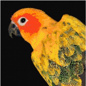 May include: A yellow and orange parrot with green and black feathers. The parrot has a red patch on its head and a black beak.