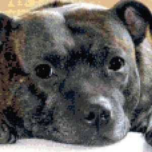 Puede incluir: Primer plano de un perro gris y marrón con grandes ojos oscuros. El perro está acostado con la cabeza apoyada en una superficie blanca.