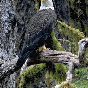 Königlicher Weißkopfseeadler im Wald Natürlicher Lebensraum Kreuzstich-Muster-Diagramm PDF-Download von Stitching Addiction
