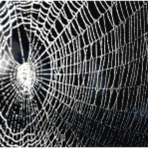 May include: A close-up of a white spider web with a black background. The web is intricate and detailed, with many strands radiating out from the center.