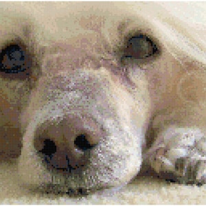 May include: A close-up of a white dog's face. The dog has its eyes closed and its nose is resting on a surface. The dog's fur is soft and fluffy.
