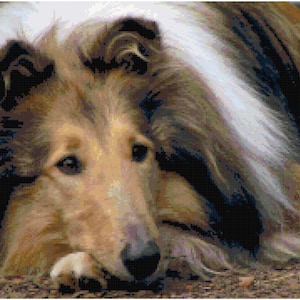 May include: A close-up image of a Collie dog with brown and white fur. The dog is lying down, with its head resting on the ground. The dog's eyes are open, and it appears to be looking at the viewer. The dog's fur is long and flowing.