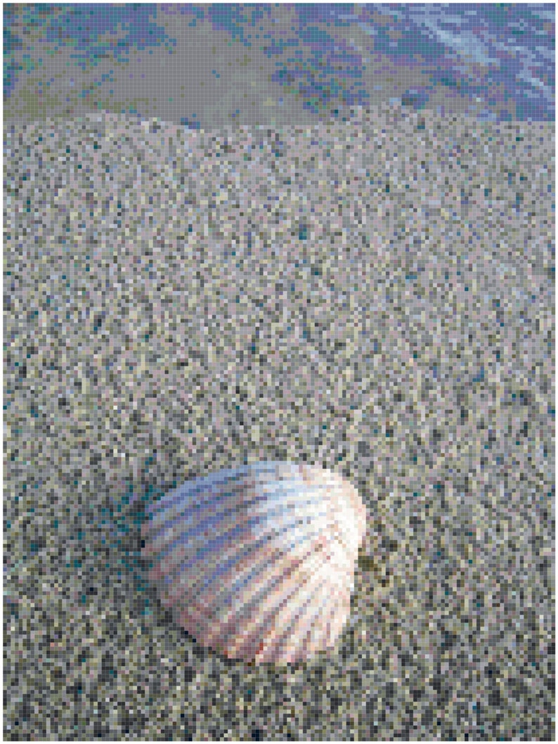 Seashell on the Beach Counted Cross Stitch Pattern Chart PDF Download by Stitching Addiction Etsy