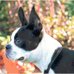Boston Terrier Counted Cross Stitch Pattern Chart PDF Download by Stitching Addiction