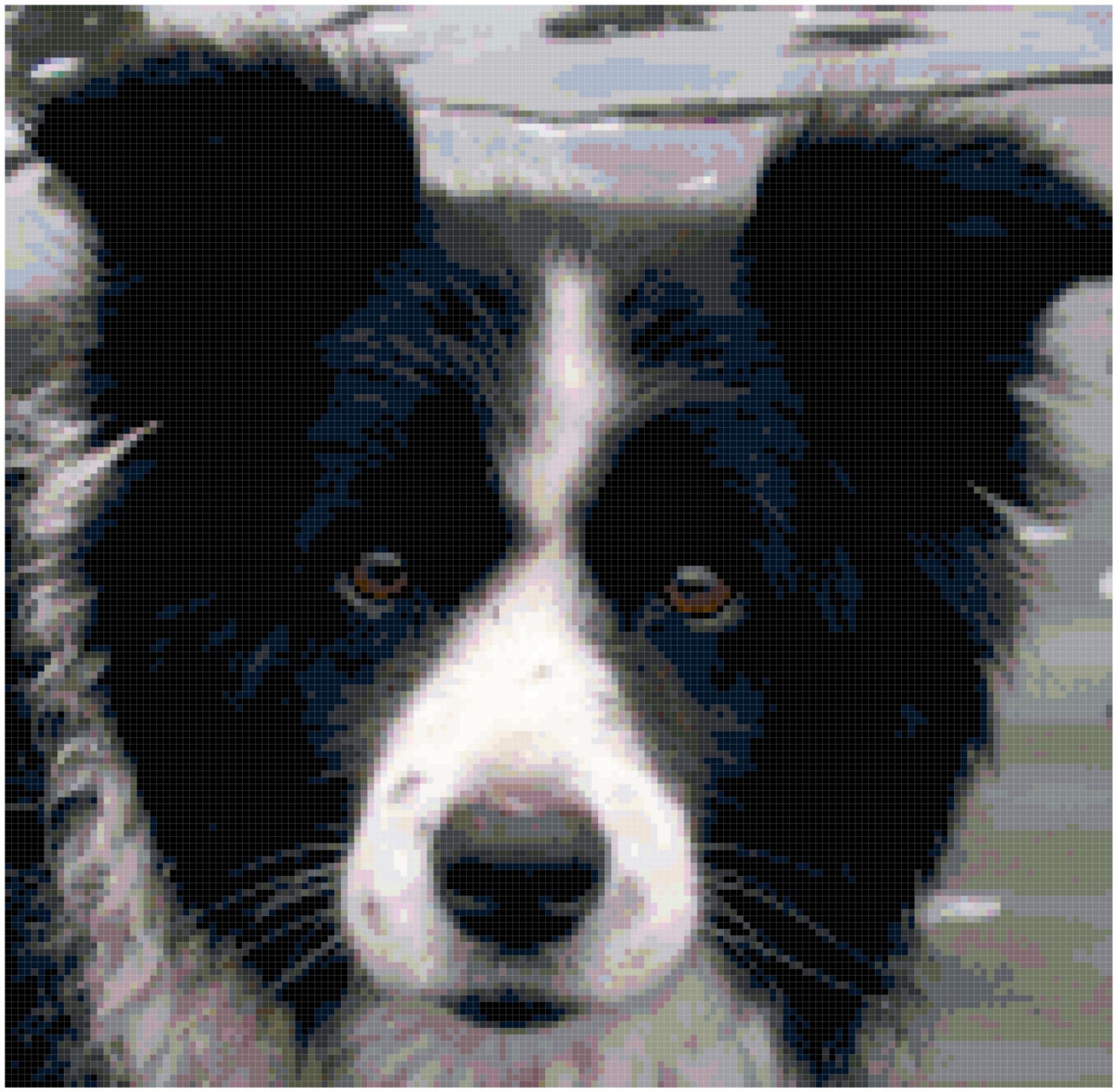 Border Collie Dog Puppy Counted Cross Stitch Pattern Chart PDF Etsy 日本
