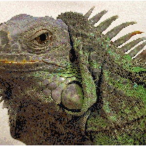 May include: Close-up of a green iguana's head and neck. The iguana has a spiky crest on its head and a row of spines running down its back. The iguana's eyes are closed and its mouth is slightly open.