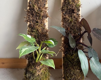 Mounted Plant on Wood Board with Sphagnum Moss – Vertical Growth Support
