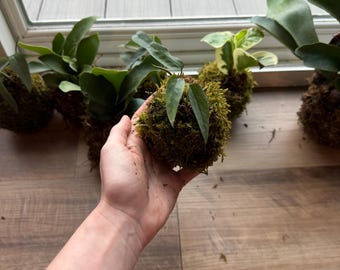 Moss Plant Ball