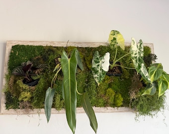 Preserved Moss Wall Art with Low-Maintenance Plants, Waterproof Frame Home Decor