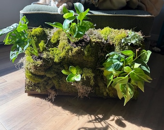 Small Moss Wall
