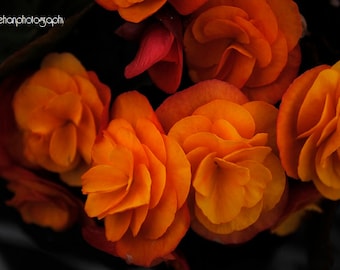 Orange Begonia Photograph