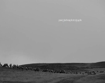 Elk #1 Photograph