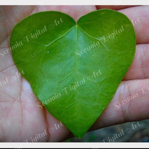 Puede incluir: Una hoja de color verde vibrante con forma de corazón y venas visibles en toda la superficie. La hoja tiene una textura suave y una punta afilada en la parte inferior, mostrando un color verde natural y brillante que contrasta con la piel.