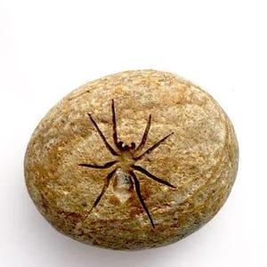 Rocknob Colorado Spider Gear Shift Knob