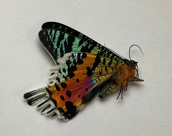 Beautiful Sunset Moth, Free Postage