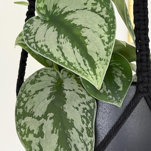May include: A Scindapsus pictus plant with heart-shaped, variegated green and silver leaves, housed in a matte black pot suspended by a black macrame hanger featuring round black wooden beads at the top of the woven cord structure.