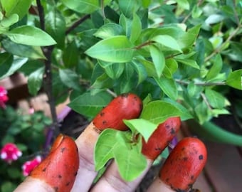 Henna plant,Lawsonia inermis, hand grown healthy henna plants,mehendi plants,mehedi gach