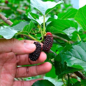 May include: Two ripe, dark purple, textured mulberries hanging from a green stem among vibrant, serrated green leaves. One mulberry is being held by fingers, while the other hangs slightly above it, showing a small red tip at the top.