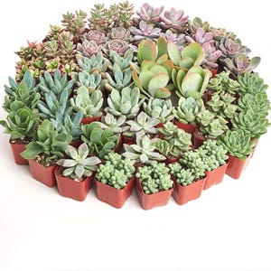 May include: A large collection of assorted succulents in small terracotta-colored plastic pots. The plants feature various shapes, textures, and colors, including shades of green, blue-green, pink, and purple, arranged in a dense circular cluster.