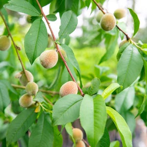 Albero di pesco Flordaking, frutti dolci vivi, abbondante produzione, pianta da giardino alta 1,2-1,5 m.
