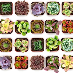 Verpakking met 32 kleurrijke, levende vetplanten, diverse planten in potjes van 5 cm, onderhoudsvriendelijke woondecoratie.