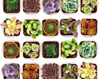 32 Pack Colorful Live Succulents, Assorted Plants in 2-Inch Pots, Easy Care Home Decor