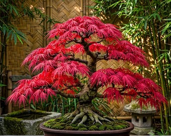 Bonsái de arce emperador rojo vivo / Planta de bonsái de arce en maceta / Arce japonés para decoración de interiores y exteriores / Regalo de bonsái