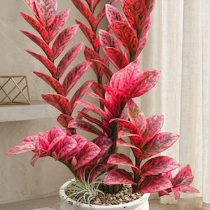 Rosa och svart livfull ZZ-växt Zamioculcas Zamiifolia sällsynt brokig växt rotad nodstickling med ett enda blad