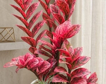 Planta ZZ rosa y negra viva Zamioculcas Zamiifolia, planta variegada rara, esqueje de nudo enraizado con una sola hoja.