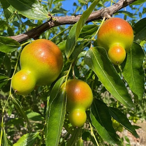 May include: Three jujube fruits hanging from a tree branch with green leaves. Each fruit has a distinct gourd-like shape with a bulbous bottom and a smaller top section. The skin is a gradient of light green transitioning to a reddish-orange hue.