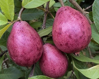 May include: Three ripe, pear-shaped guavas with mottled dark pink and purple skin hanging from a woody branch. The fruit is surrounded by smooth, oval-shaped green leaves that are attached to thin, brown stems in a natural outdoor setting.
