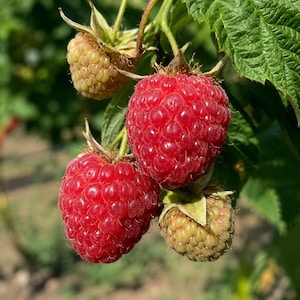 May include: A cluster of raspberries hanging from a green stem with leaves. Two berries are fully ripe with a vibrant red color and a textured surface, while two other berries are smaller, pale green, and in the early stages of development.