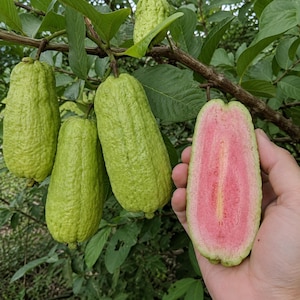 May include: Several elongated, light green guavas with bumpy, textured skin hang from a leafy branch. One guava is sliced in half lengthwise, revealing a vibrant pink interior with a pale yellow center, held against the green foliage background.