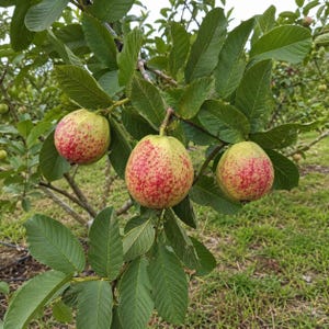 May include: Three round guava fruits hanging from a tree branch. Each fruit has a light green skin with a speckled reddish-pink blush. The fruits are surrounded by numerous oval-shaped, dark green leaves with visible veins on a woody tree branch.