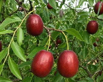 May include: A cluster of ripe, deep red jujube fruits hanging from the branches of a tree. The oval-shaped fruits have a smooth, glossy skin and are surrounded by numerous vibrant green, pointed leaves on thin, woody brown stems and twigs.
