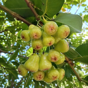 May include: A cluster of bell-shaped wax apples hanging from a tree branch. The fruit features a smooth, light green skin with subtle pinkish-red blushing at the base and a small, star-shaped indentation at the bottom, surrounded by green leaves.