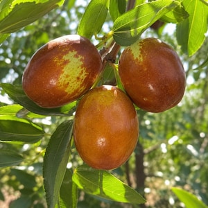 May include: Three oval-shaped jujube fruits hanging from a tree branch. The fruits have smooth, glossy skin with a gradient of reddish-brown and yellowish-green patches. They are surrounded by vibrant green, pointed leaves under natural sunlight.