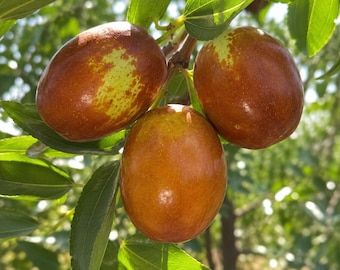Honey Jar Jujube Tree Live Plant Sweet Crisp Chinese Date Early-Ripening Drought-Tolerant Fruit Sapling