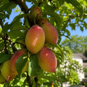 May include: A cluster of oval-shaped plums hanging from a tree branch. The fruit features a smooth skin with a gradient of colors, transitioning from a pale yellow base to a vibrant reddish-pink blush, surrounded by green leaves under a blue sky.
