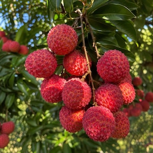 May include: A cluster of ripe lychee fruits hanging from a tree branch. The fruits have a textured, bumpy, bright red outer skin. The lychees are surrounded by dark green, glossy, lance-shaped leaves, with sunlight filtering through the foliage.