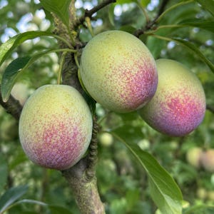 May include: Three round plums hanging from a tree branch. The fruit features a smooth skin with a gradient of pale yellow-green transitioning into a speckled reddish-purple blush. The plums are attached to the woody stem by thin green stalks.