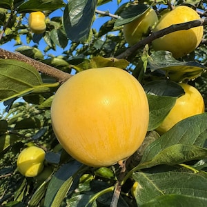 May include: A cluster of round, smooth, yellow-orange persimmon fruits hanging from tree branches. The fruits have a firm, waxy skin and are surrounded by dark green, oval-shaped leaves. The scene is captured in bright, natural daylight.