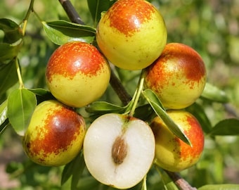 Dongzao Winter Jujube Tree Sapling: Grafted, Cold Hardy, Crisp Sweet Fruit Live Plant