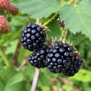 May include: A cluster of ripe, glossy black blackberries hanging from a green stem with serrated leaves. The berries are composed of many small, rounded drupelets. In the background, a partially visible, reddish-pink unripe berry is present.