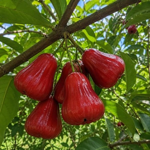 May include: A cluster of bright red bell-shaped wax apples hanging from a tree branch. The fruit has a smooth, shiny skin and a distinct pear-like shape, surrounded by vibrant green leaves under natural daylight in an outdoor setting.