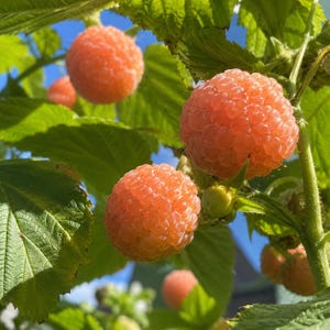 May include: Several ripe, golden-orange raspberries hang from a green leafy plant. The round, textured berries are clustered together on thin stems, with bright green serrated leaves surrounding them against a clear blue sky background.