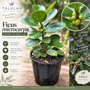 May include: A Ficus microcarpa Green Island Fig plant in a 140ml black plastic pot. The plant has glossy green leaves and small green fruits. Text on the image includes Talulah, Ficus microcarpa, Green Island Fig, Australian Native, and 140ml pot size.