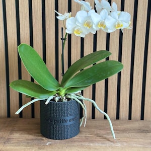 Peut inclure: Une orchidée Phalaenopsis blanche aux centres jaunes, soutenue par un tuteur noir, plantée dans un pot cylindrique gris foncé à la surface texturée portant le texte en relief Ma petite orchid. Plusieurs longues racines aériennes vert clair dépassent.