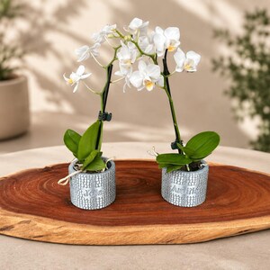 Pode incluir: Duas orquídeas Phalaenopsis brancas com folhas verdes plantadas em vasos cilíndricos prateados correspondentes com um padrão de grade texturizado. Cada vaso apresenta texto em relevo, um lendo Joie e o outro Amour, sobre uma tábua de madeira.